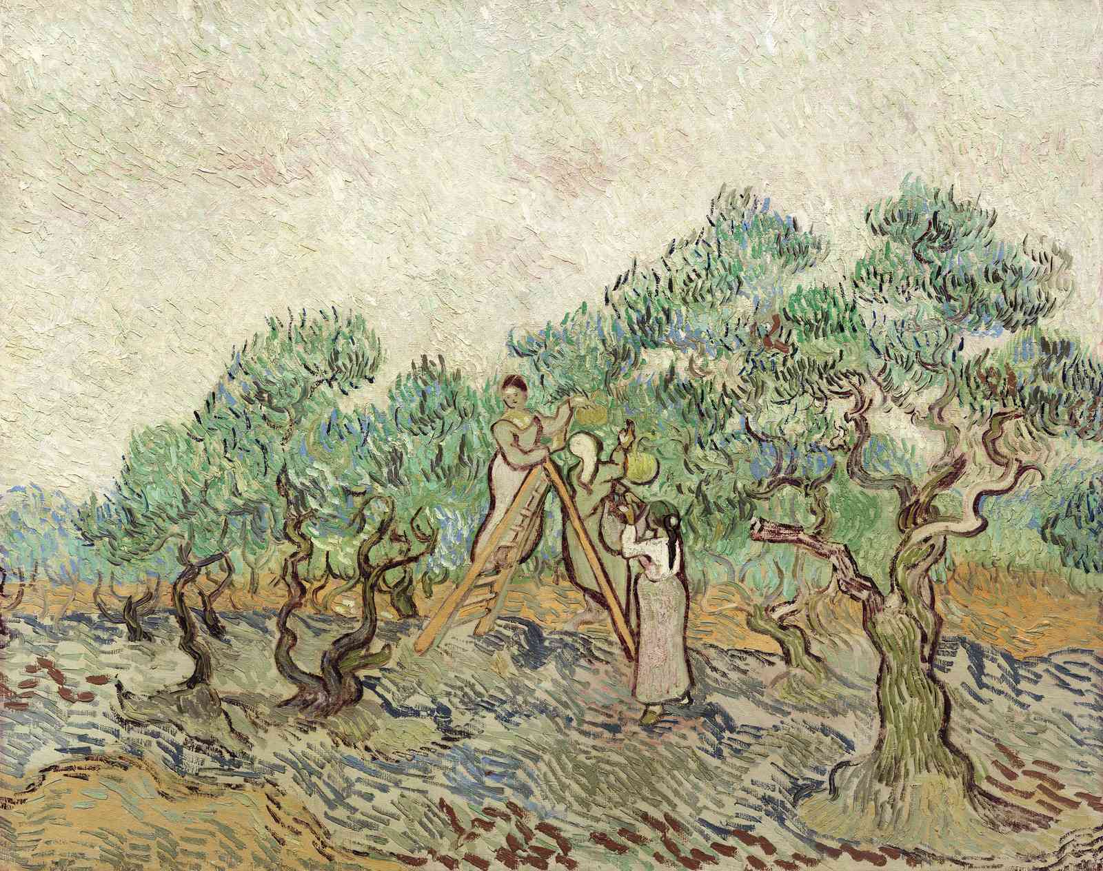 Olive Grove Harvest Van Gogh Style Wall Art