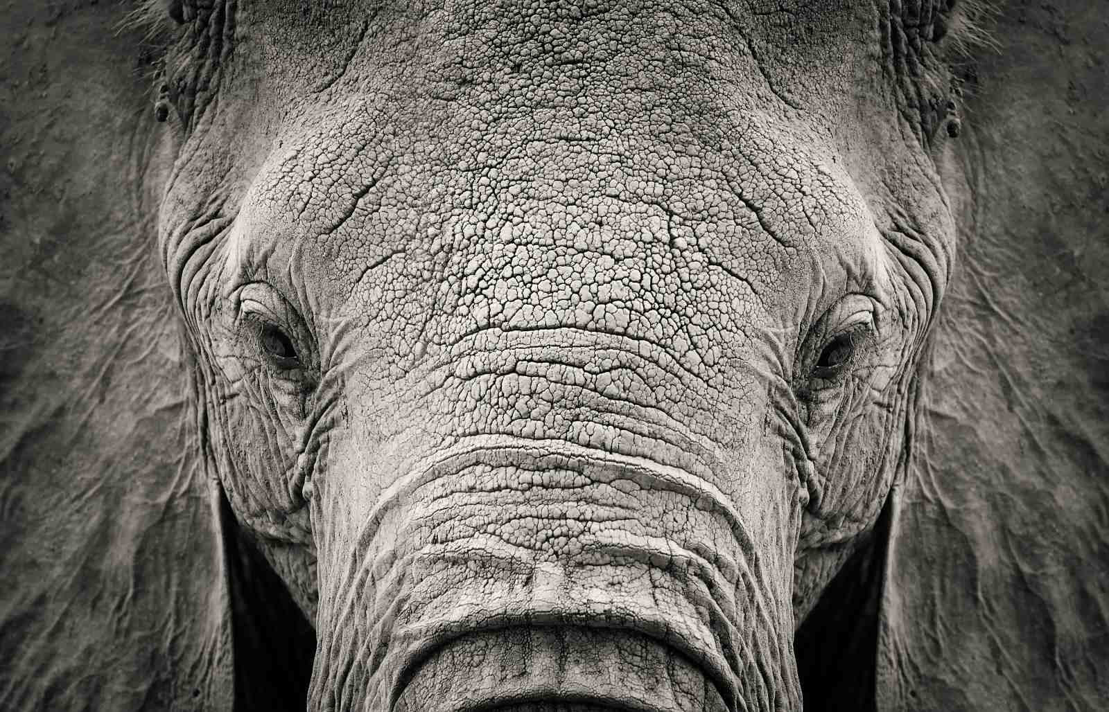 Majestic Elephant Portrait Wall Art - Wildlife Art
