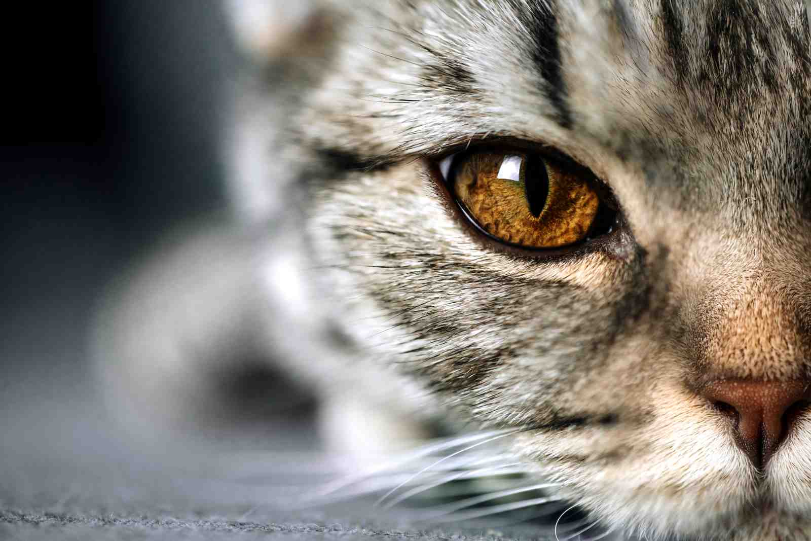 Majestic Cat Eye Close-up Wall Art