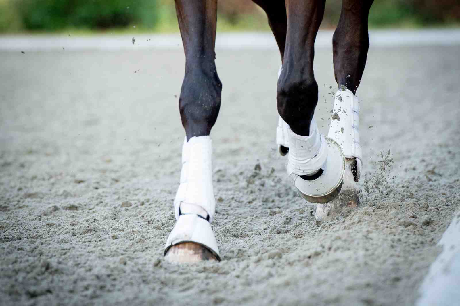 Majestic Horse Hooves Polo Wraps Wall Art