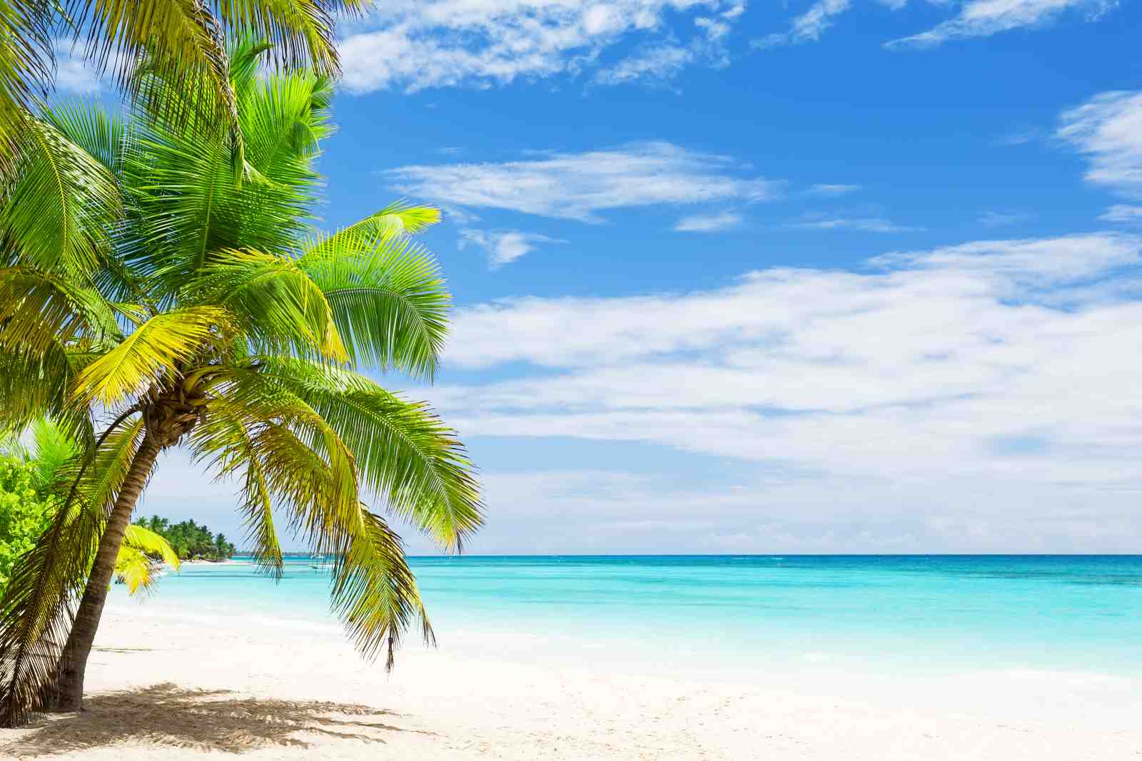 Tranquil Tropical Beach Palm Wall Art