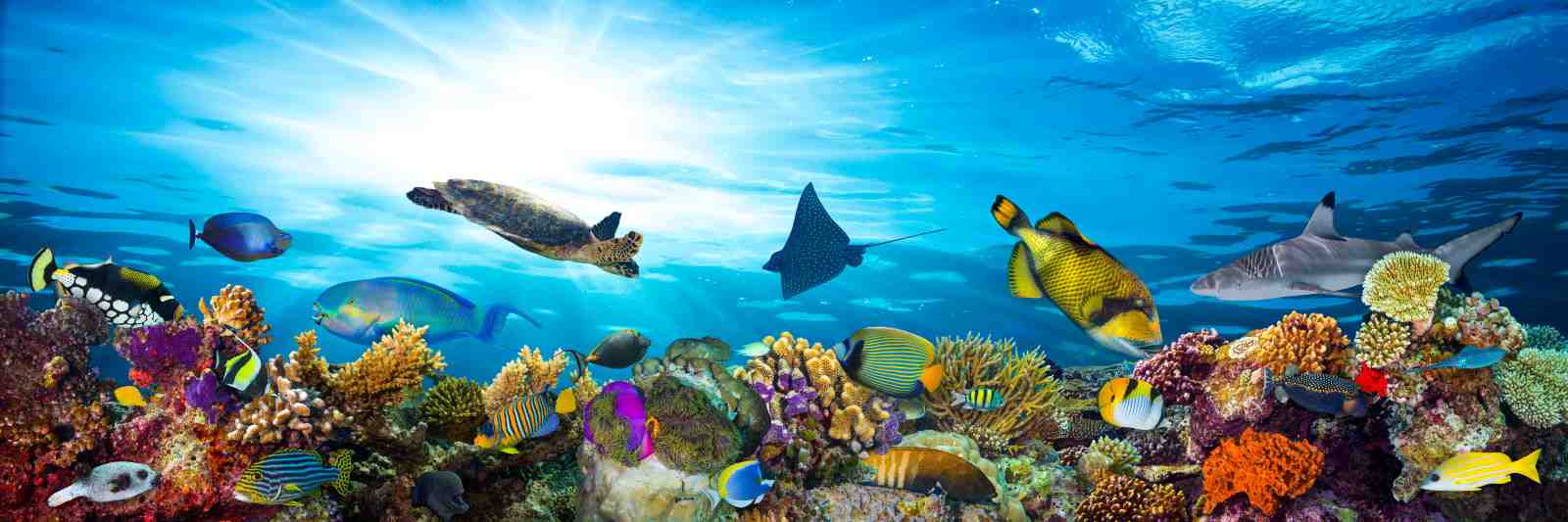 Vibrant Coral Reef & Marine Life Wall Art