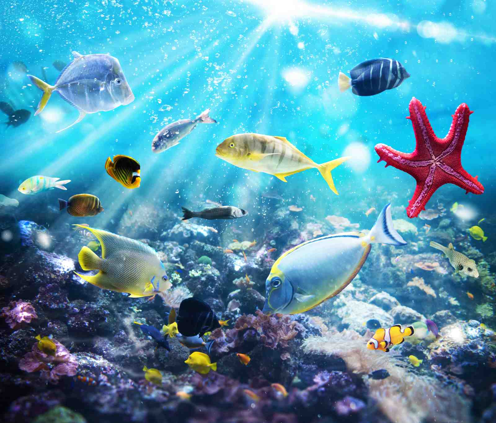 Vibrant Underwater Scene Tropical Fish Wall Art