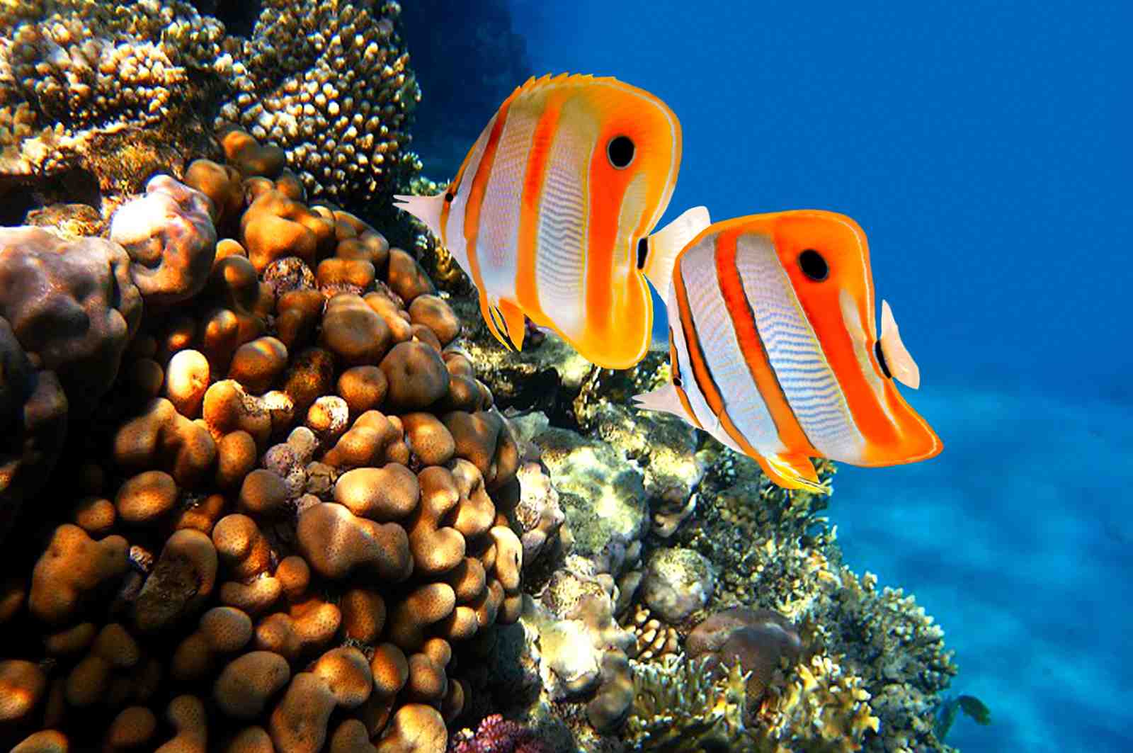 Vibrant Coral Reef Fish Wall Art