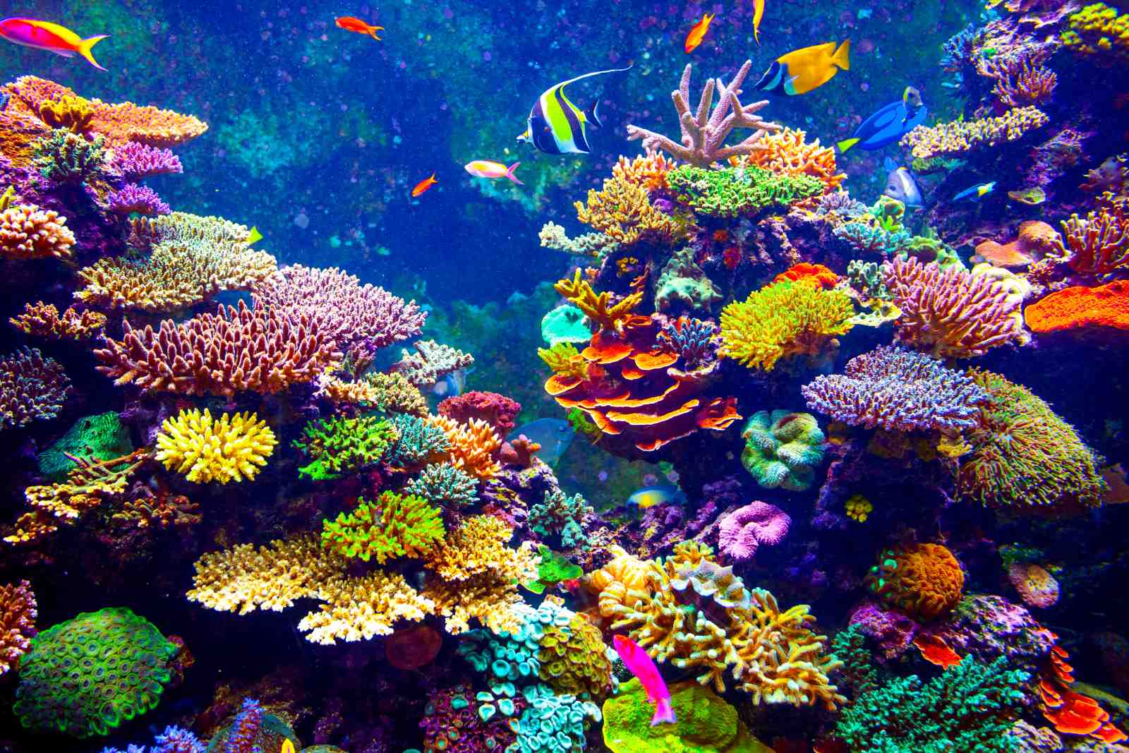 Vibrant Coral Reef Aquarium Wall Art