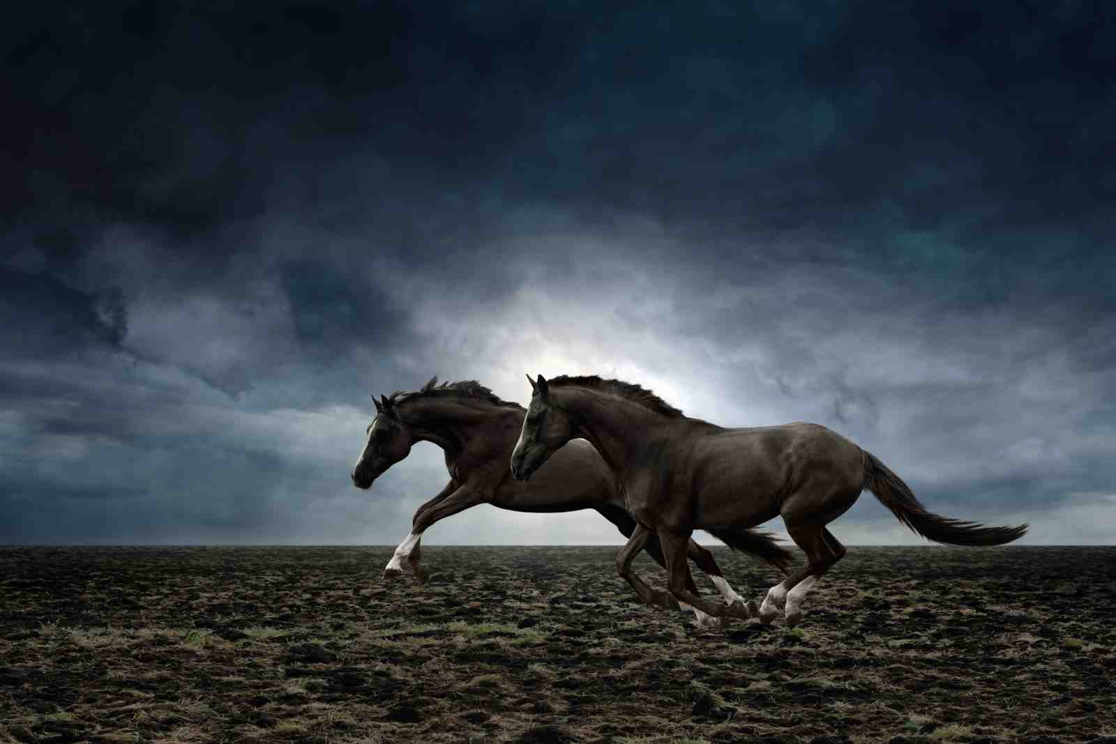 Majestic Horses Running Stormy Sky Wall Art