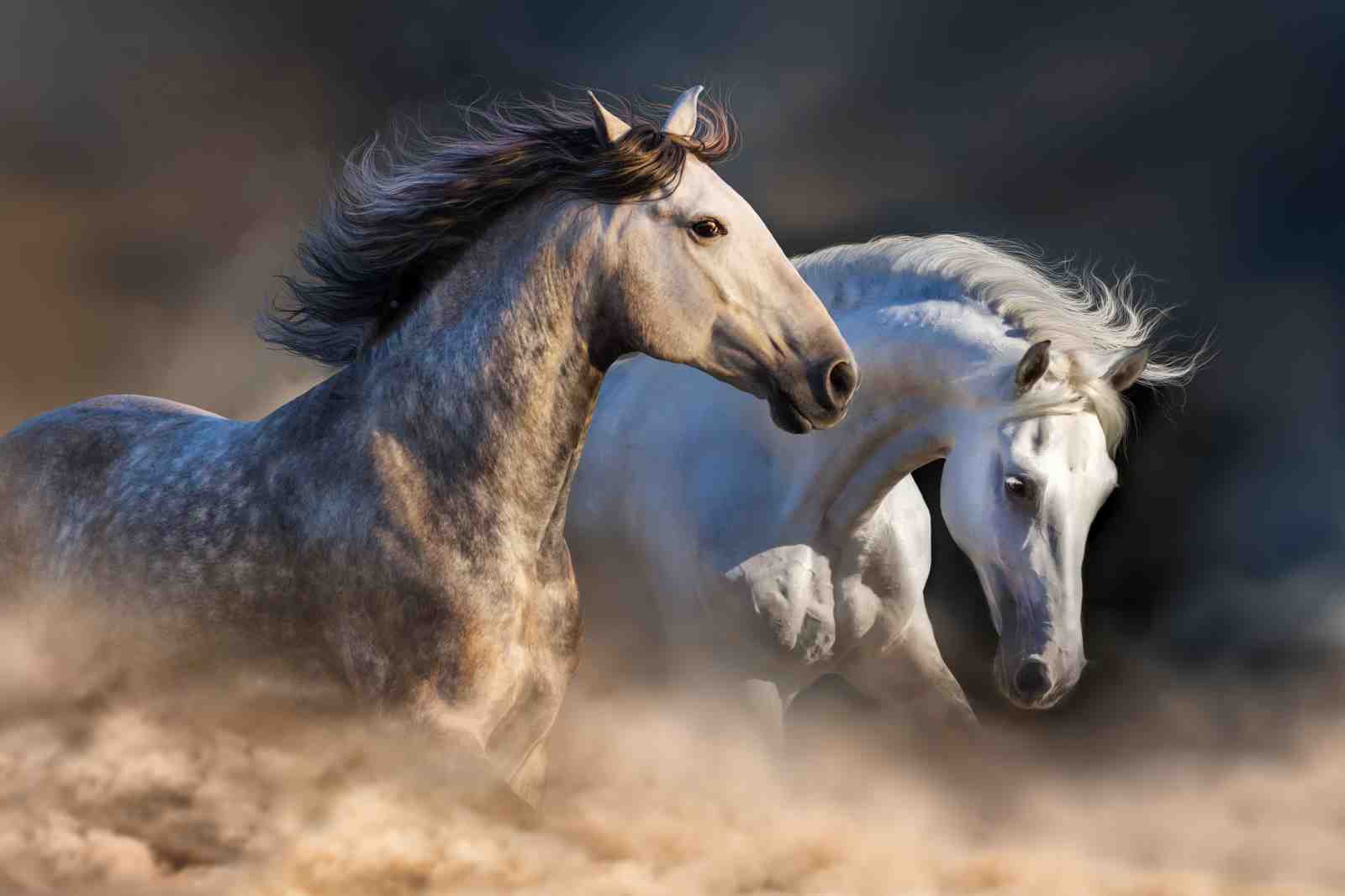 Majestic Horses Running Wild Wall Art