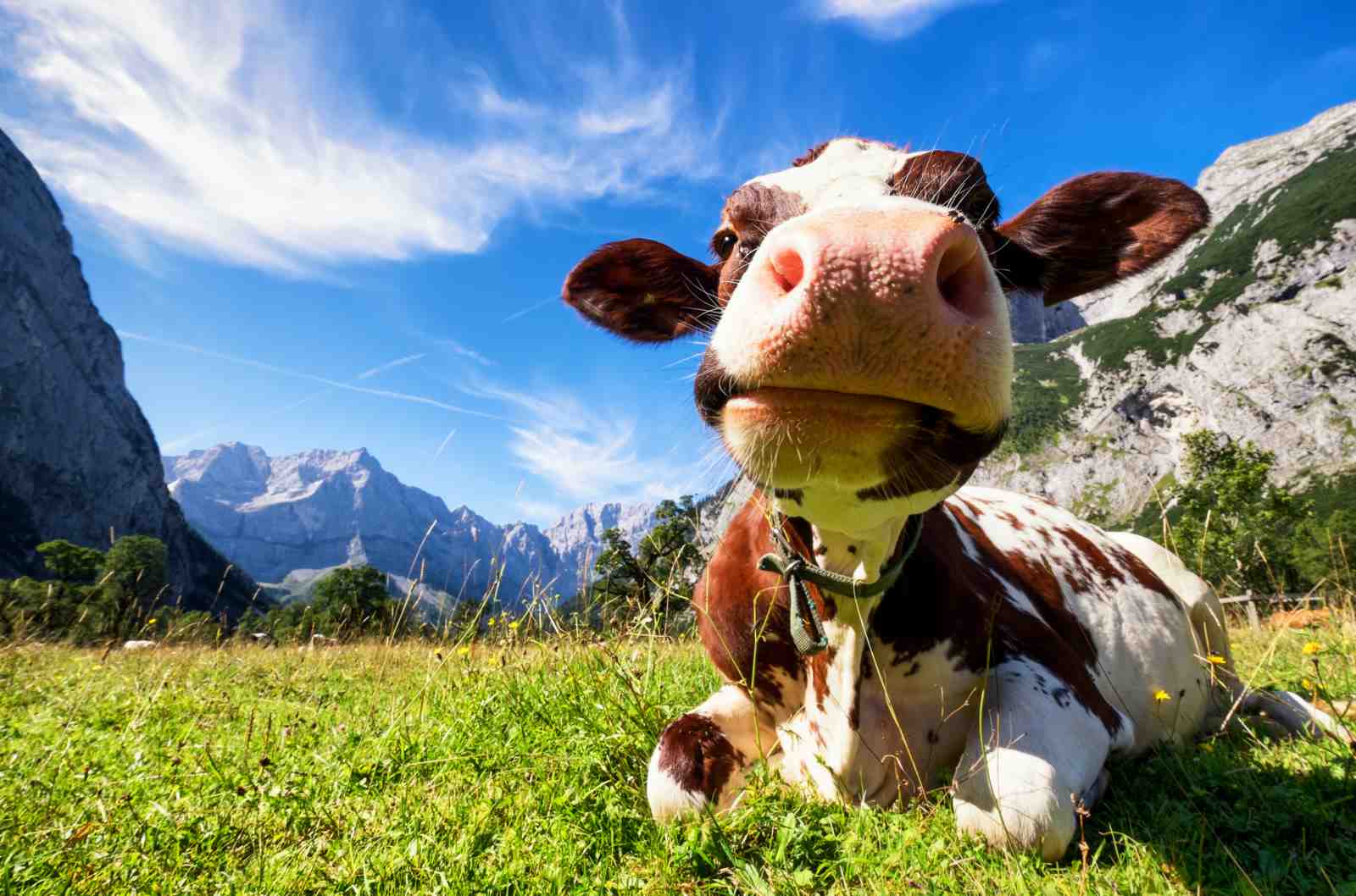 Whimsical Cow Portrait Alpine Meadow Wall Art