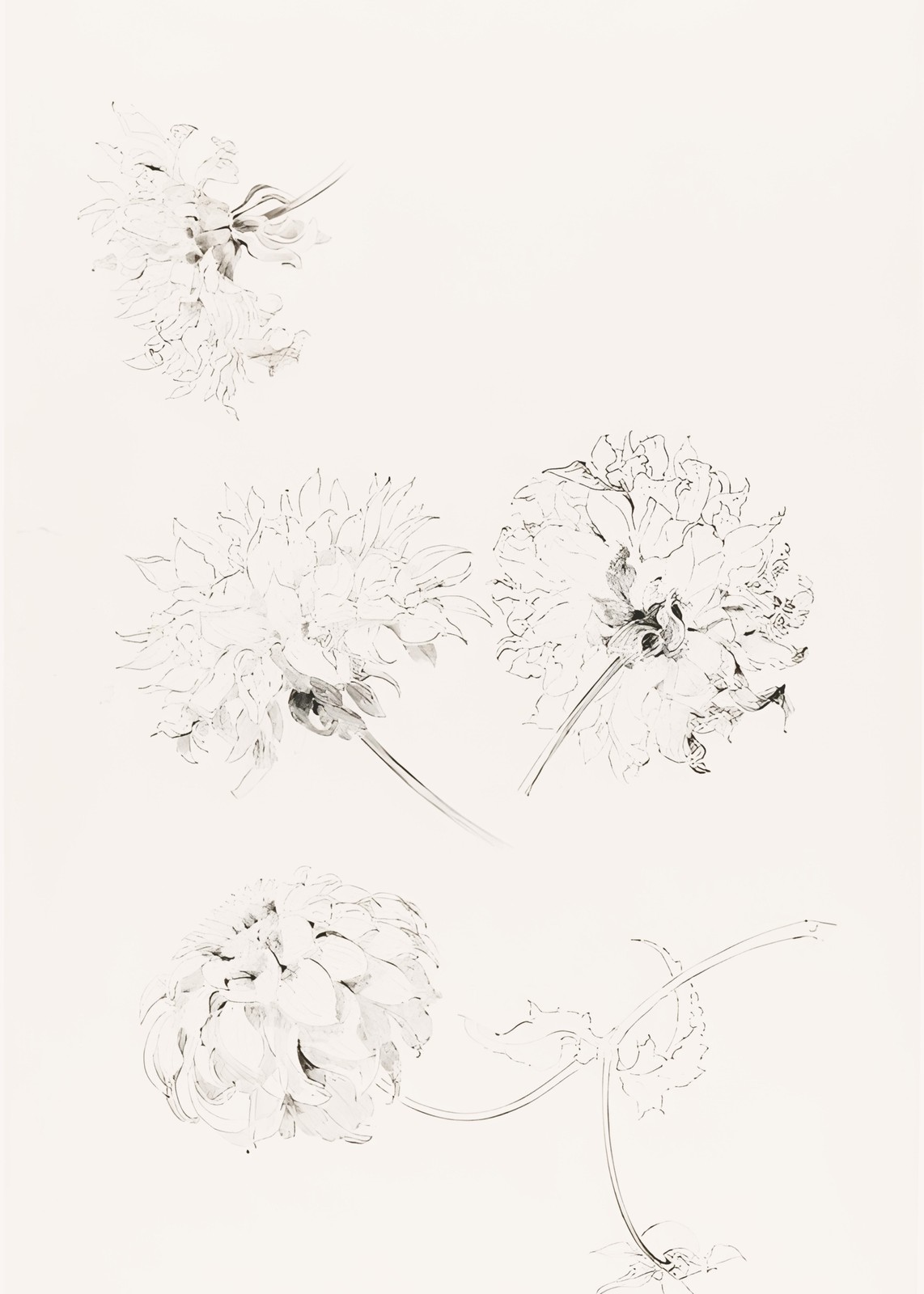 Botanical Sketch Floral Wall Art Art