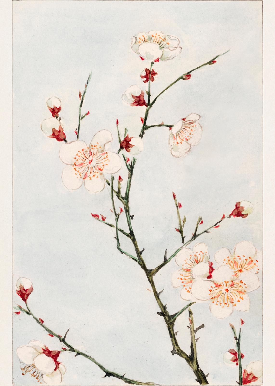 Elegant White Blossom Branch Wall Art