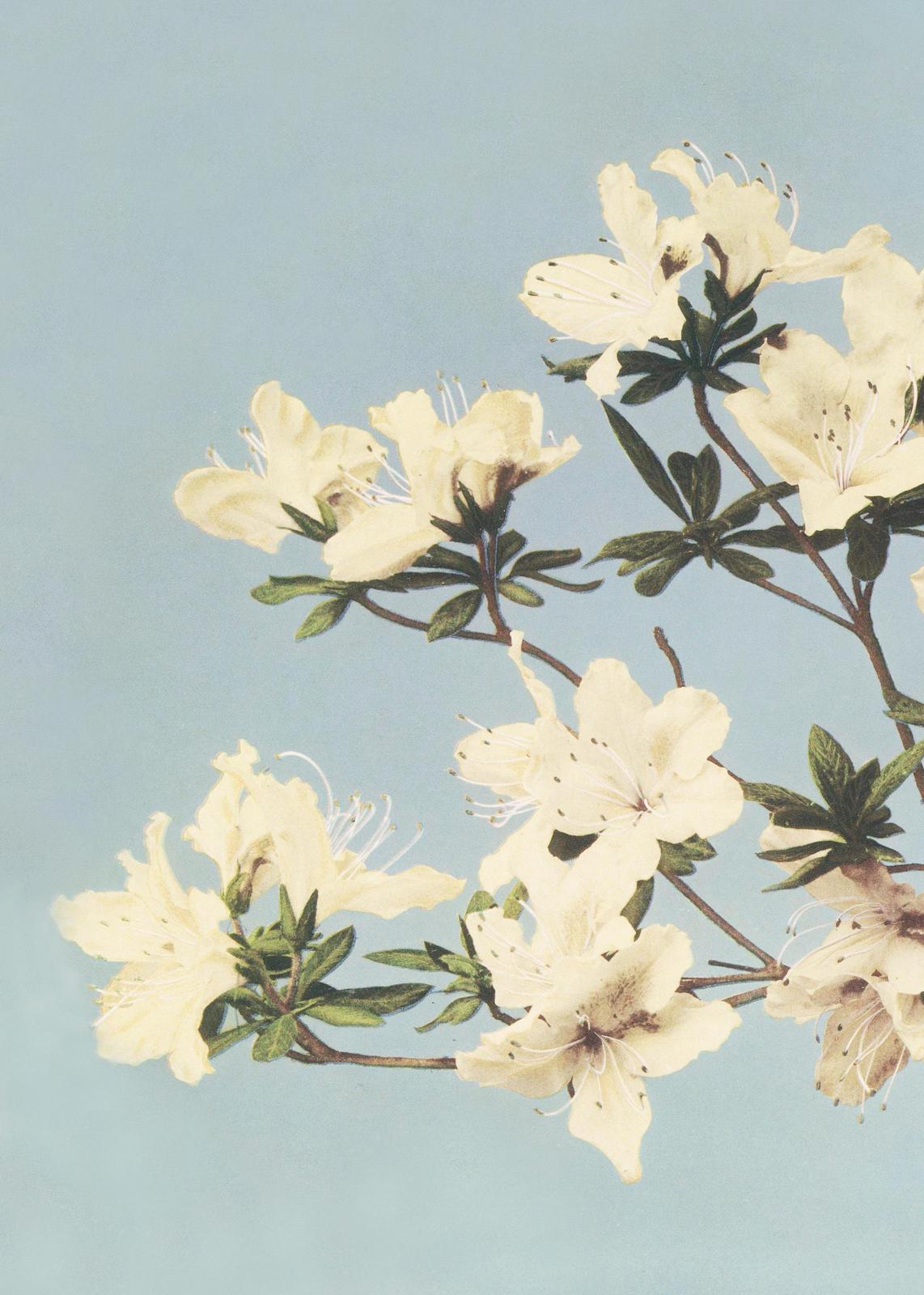 Soft Yellow Azaleas Botanical Wall Art
