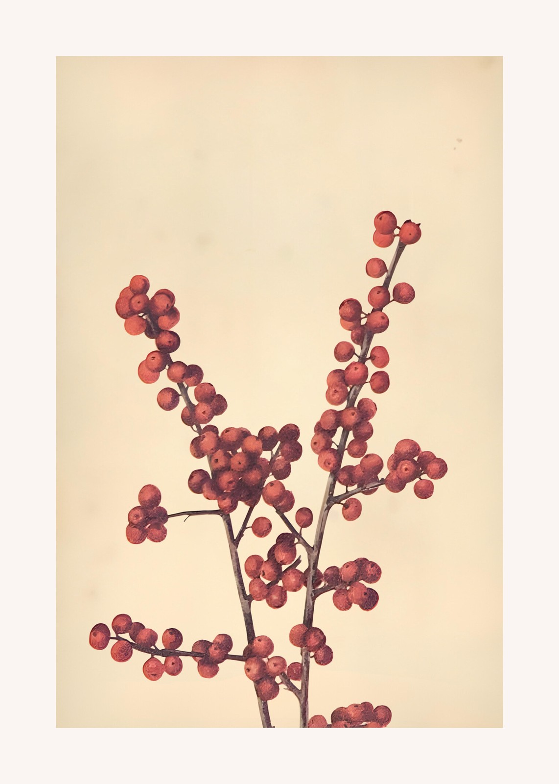 Vibrant Red Berry Branch Botanical Wall Art