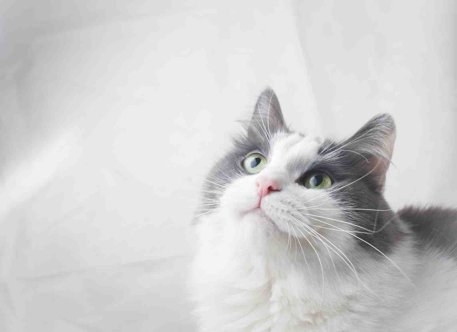 Whimsical Cat Portrait Wall Art