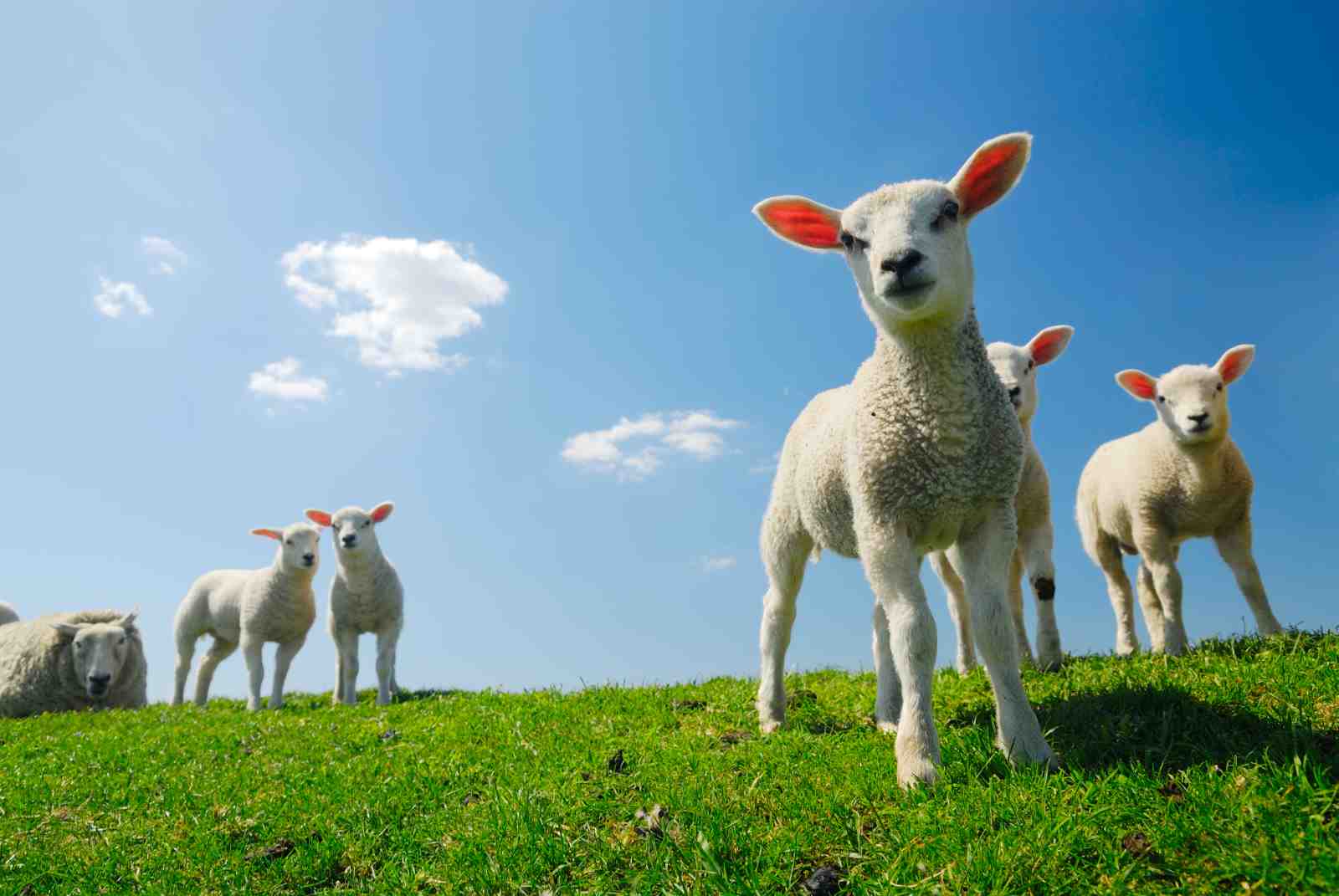 Adorable Lambs Spring Meadow Wall Art
