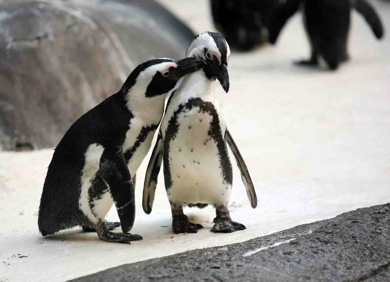 Adorable Penguin Pair Black & White Wall Art