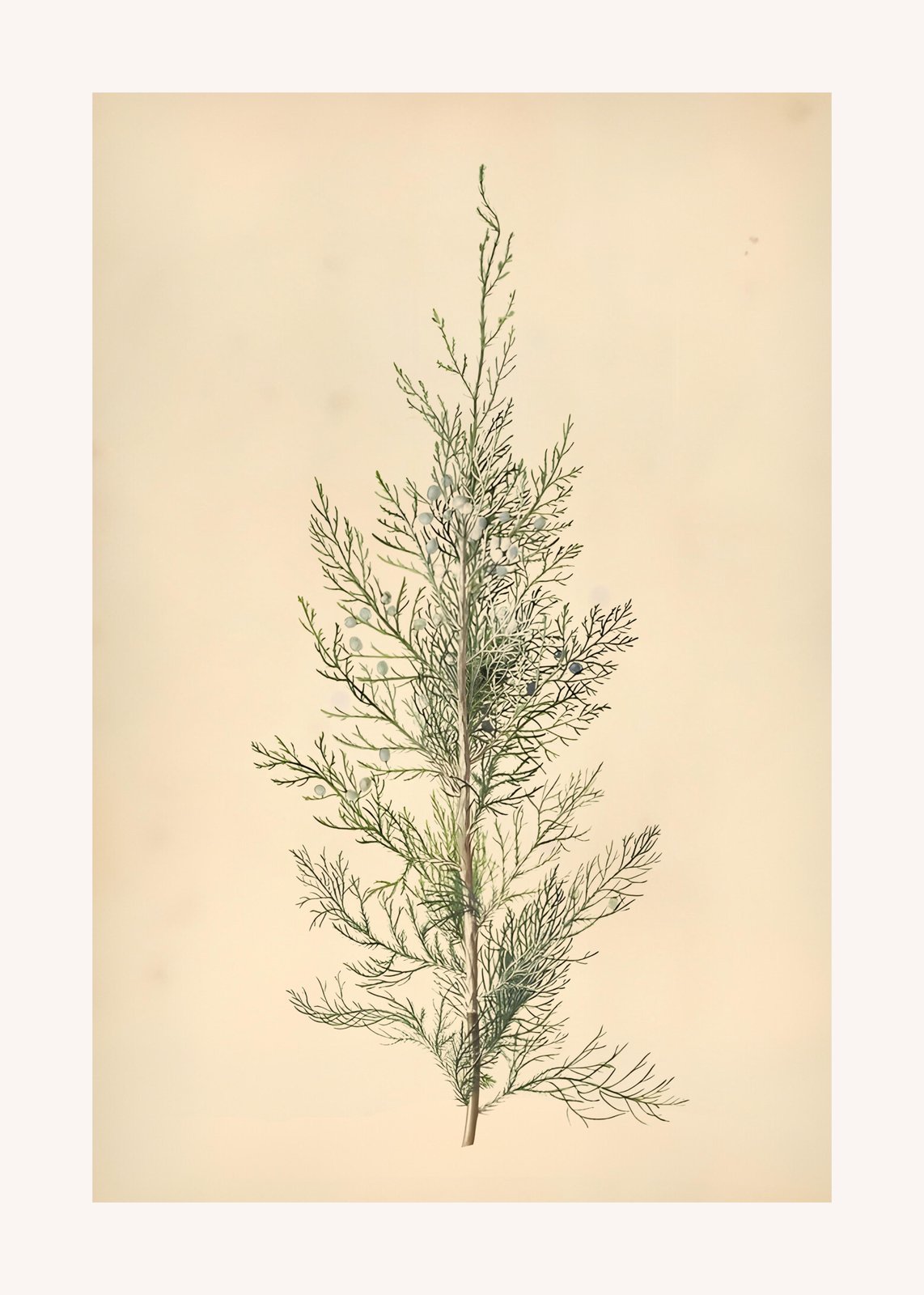 Botanical Juniper Berry Branch Wall Art