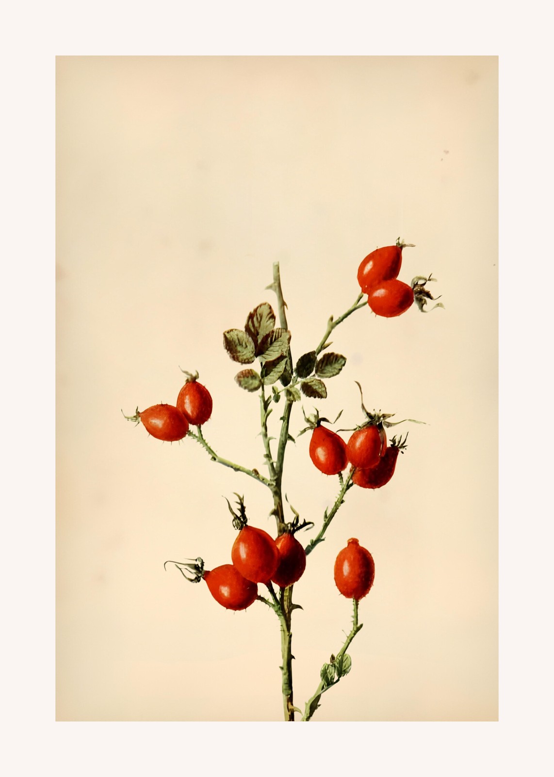Vibrant Rosehip Botanical Art Wall Art