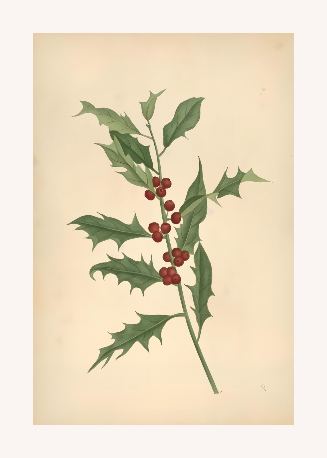 Vintage Holly Berry Botanical Wall Art