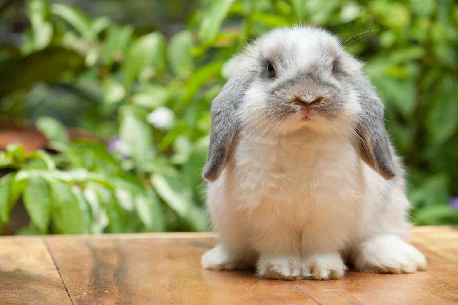 Adorable Bunny Portrait Wall Art