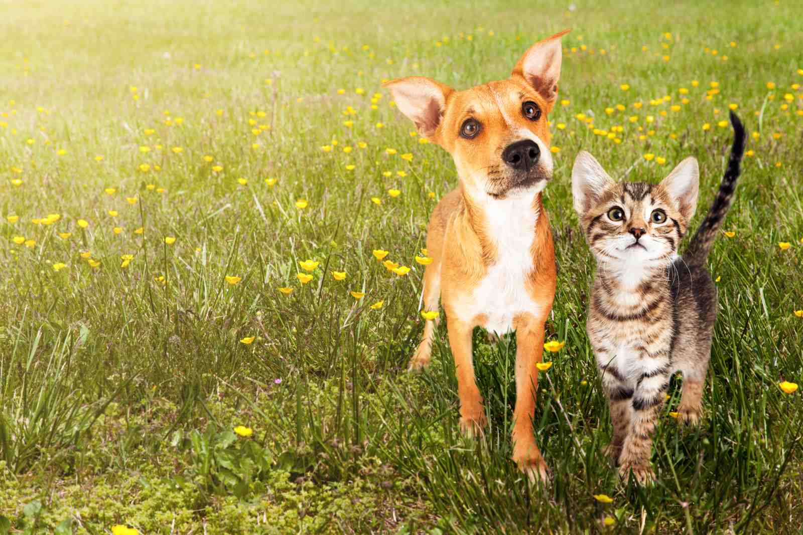 Adorable Dog & Cat in Meadow Wall Art