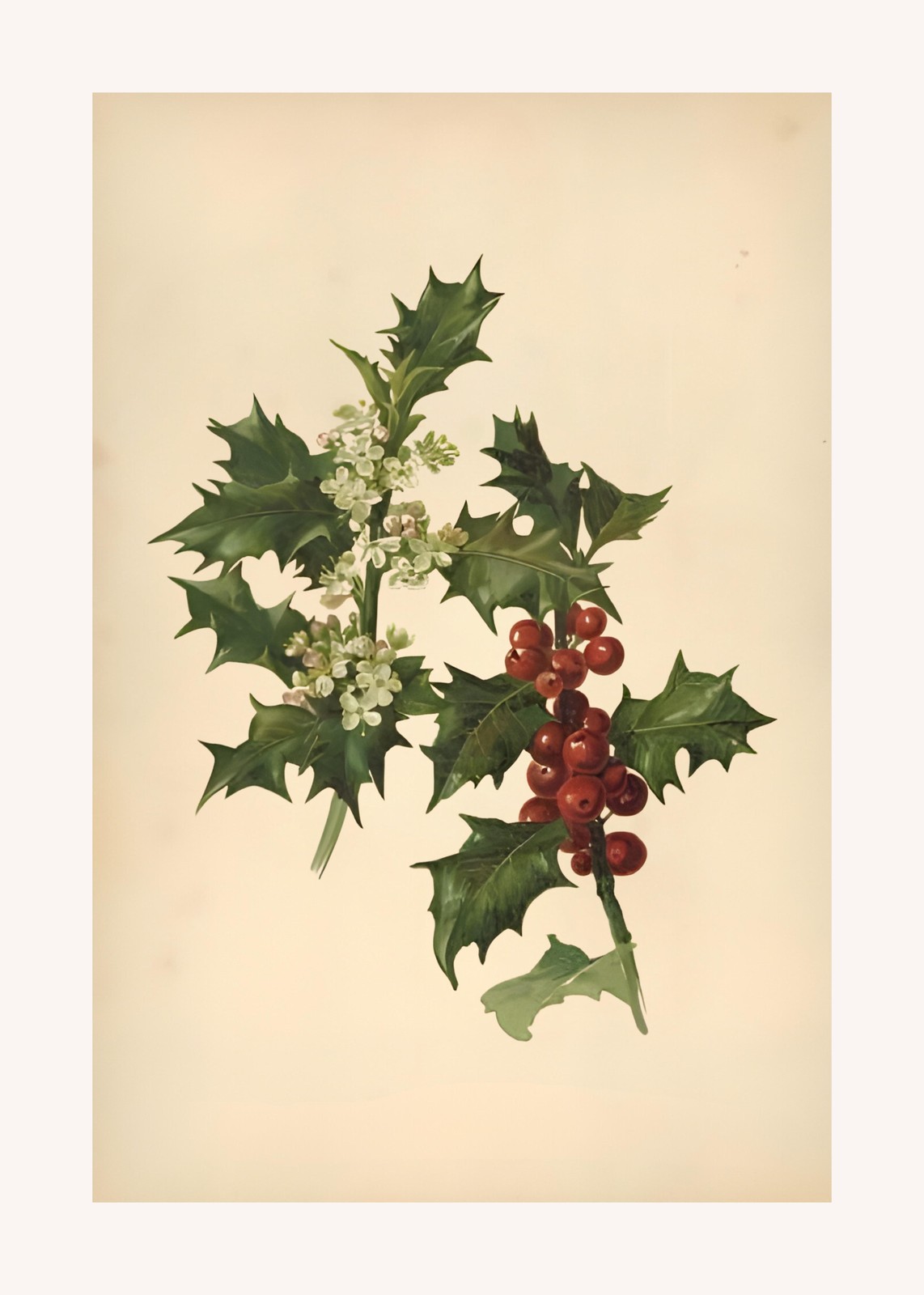 Vintage Holly Berry Botanical Art Wall Art