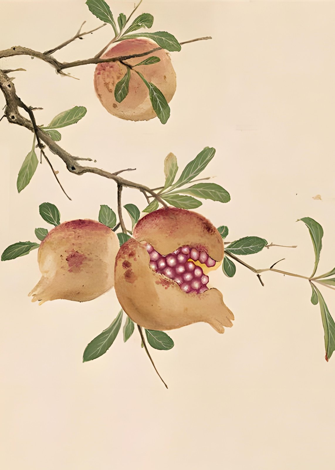 Oriental Pomegranate Branch Wall Art