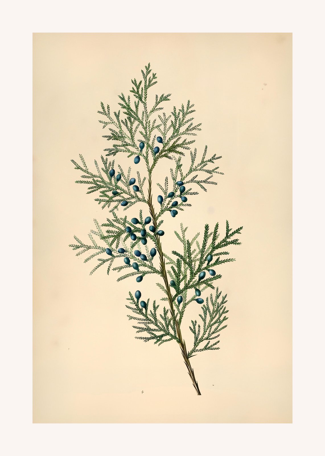 Vintage Juniper Berry Botanical Art Wall Art