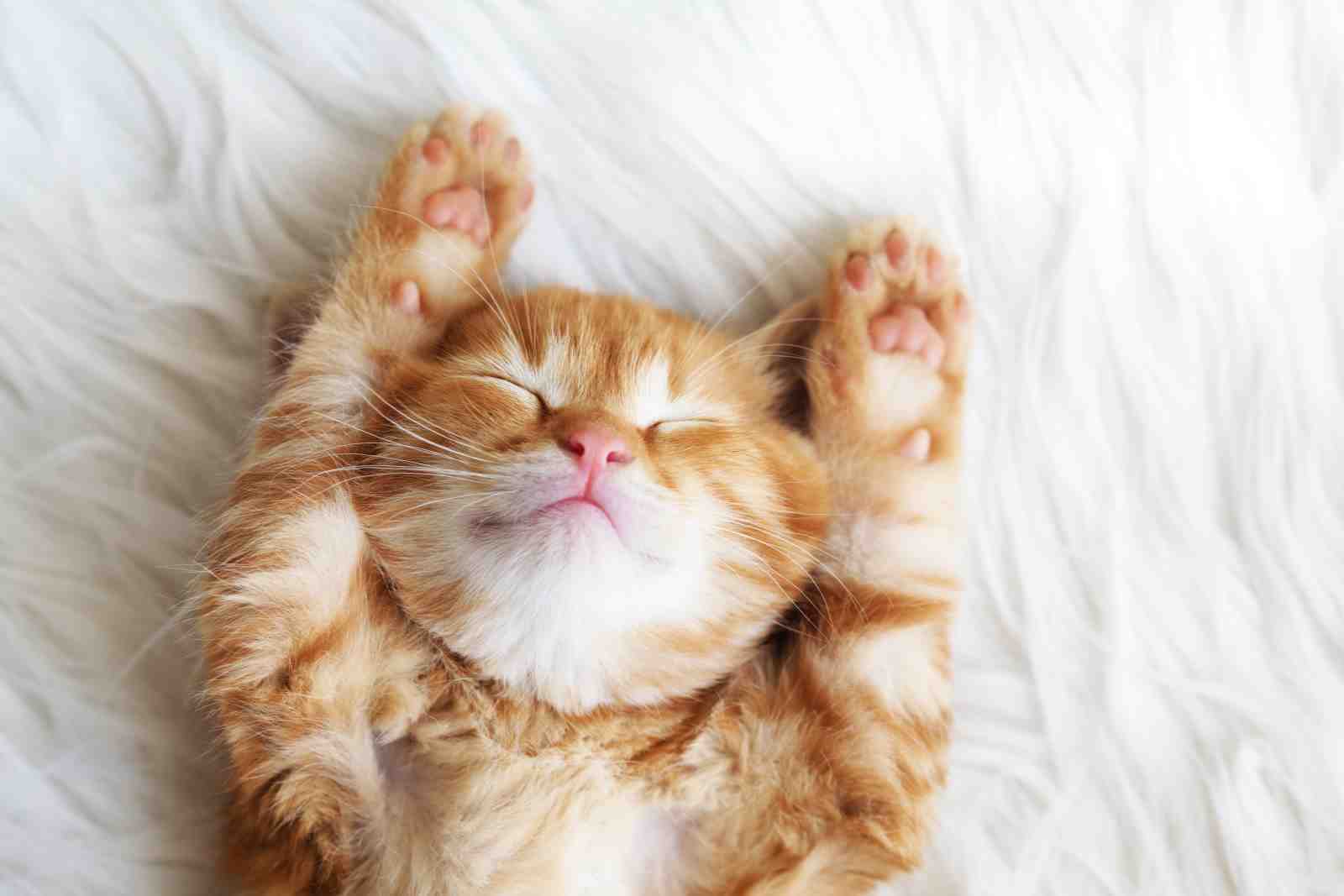 Adorable Sleeping Orange Cat Wall Art for Cozy Homes