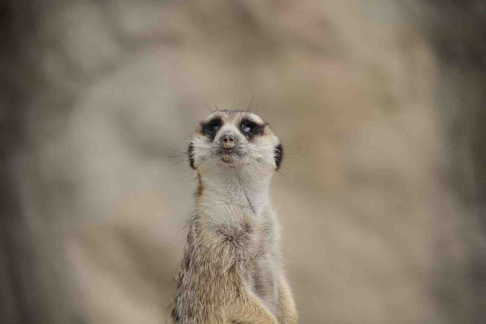 Curious Meerkat Portrait Wall Art