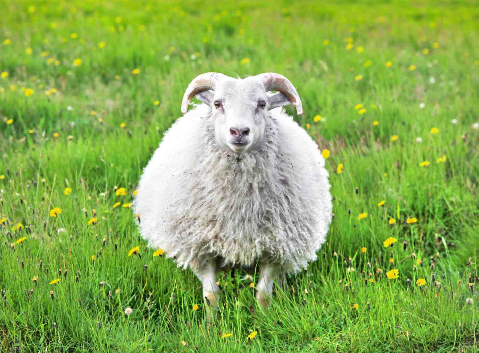Fluffy Sheep in Meadow Wall Art