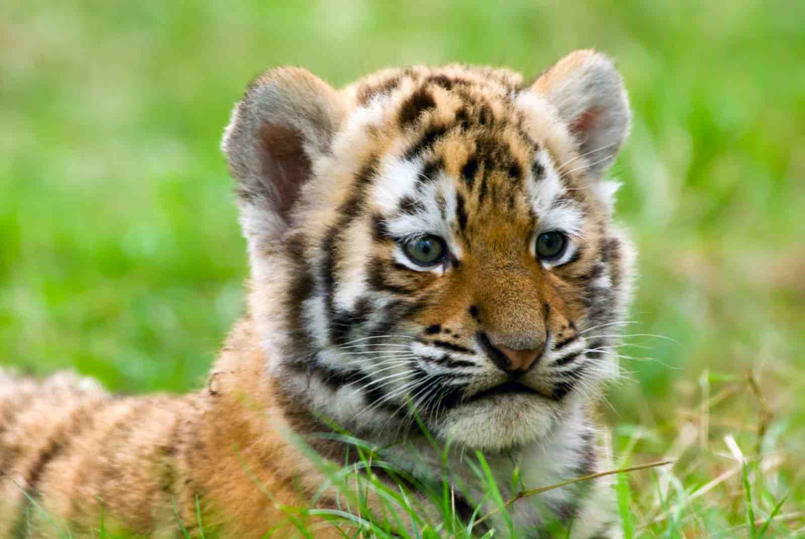 Adorable Tiger Cub Grass Wall Art