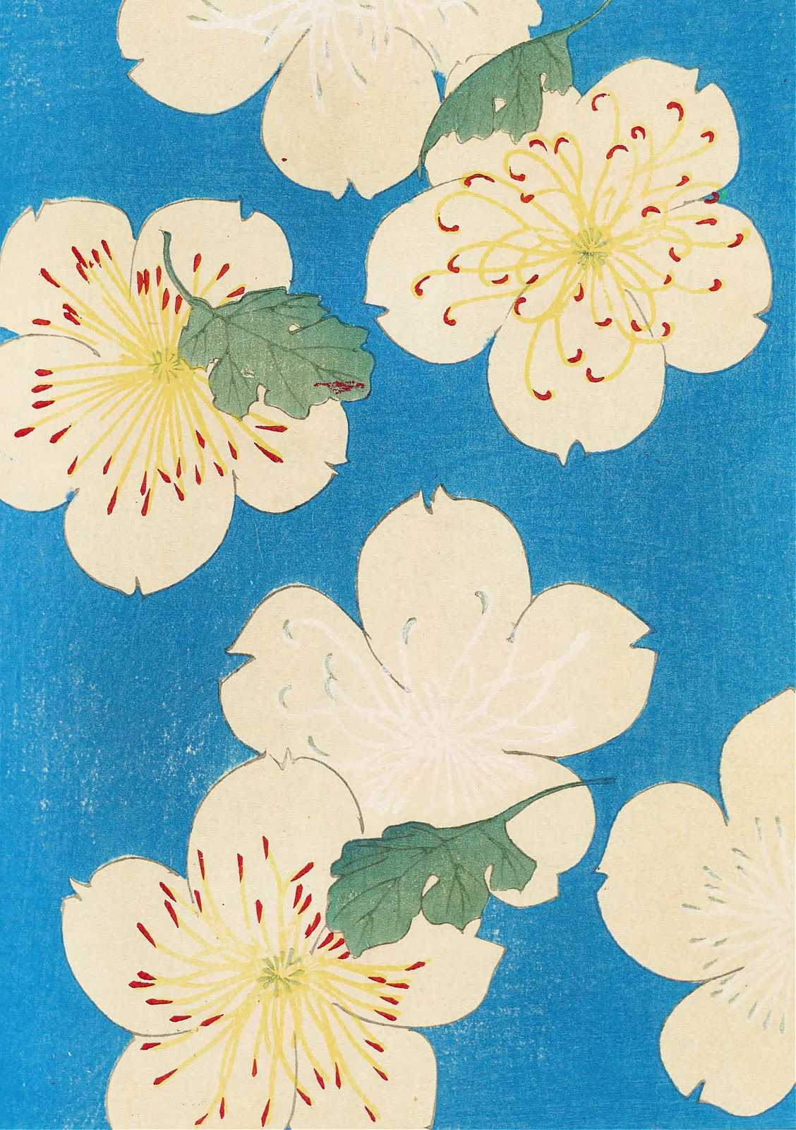 Vibrant Cherry Blossoms Wall Art