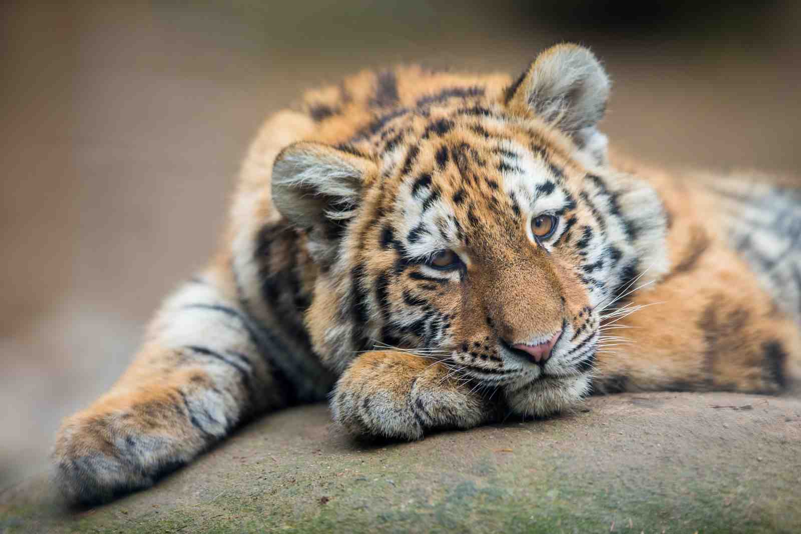 Majestic Tiger Cub Portrait Wall Art