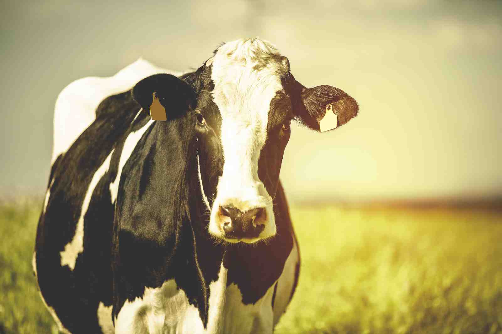 Gentle Cow Portrait Black & White Wall Art