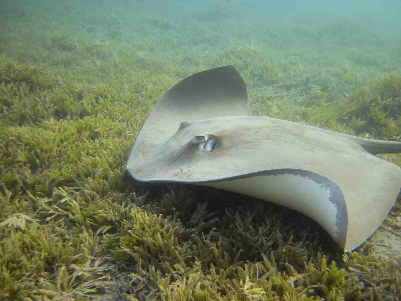 Majestic Stingray Ocean Wall Art