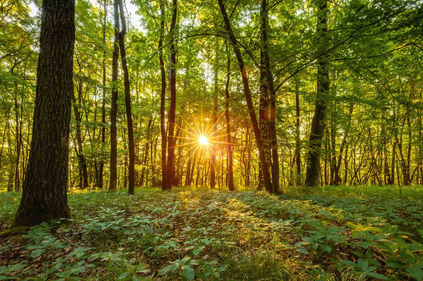 Golden Forest Sunburst Wall Art