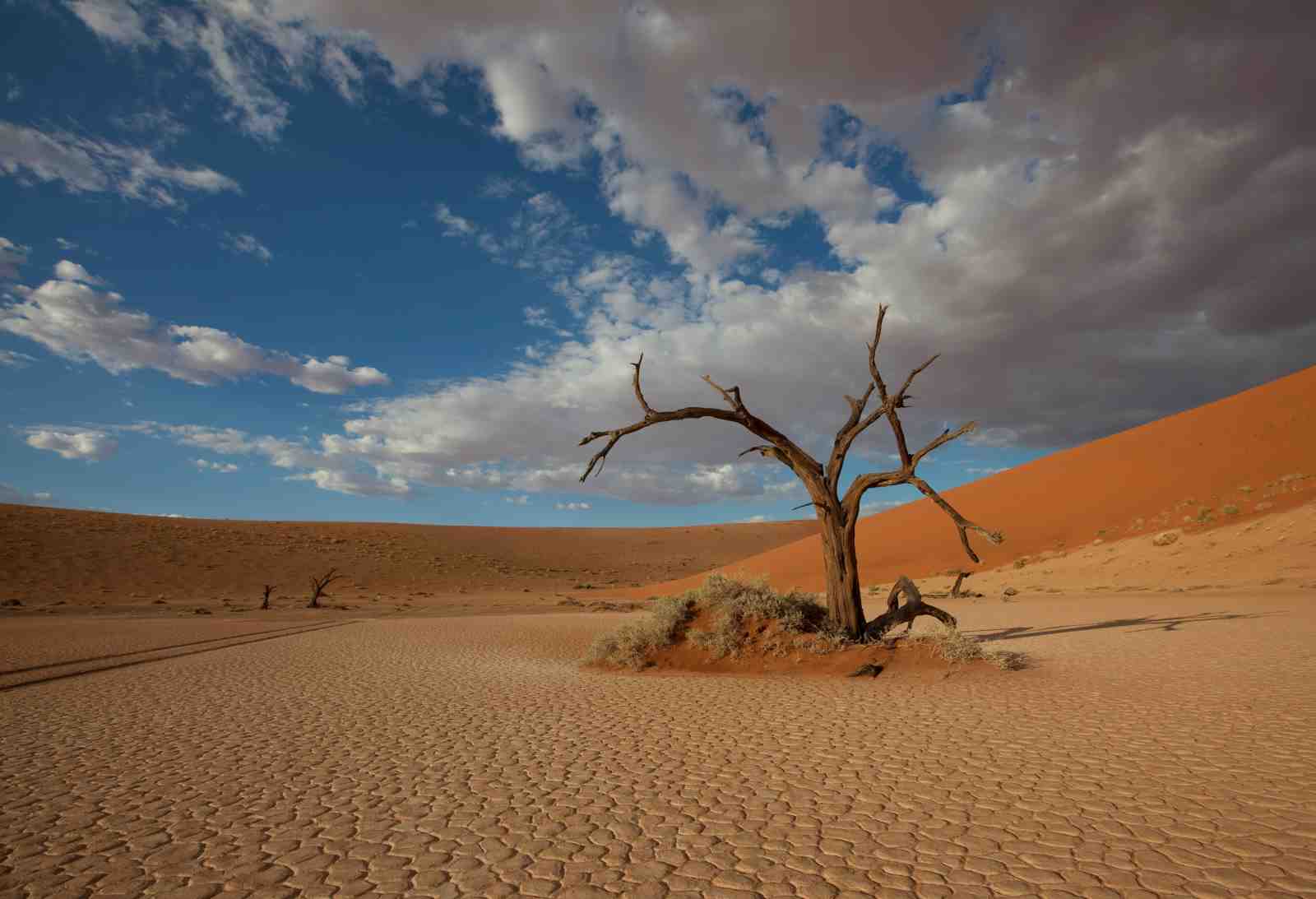 Desolate Desert Tree Wall Art - Namibian Landscape