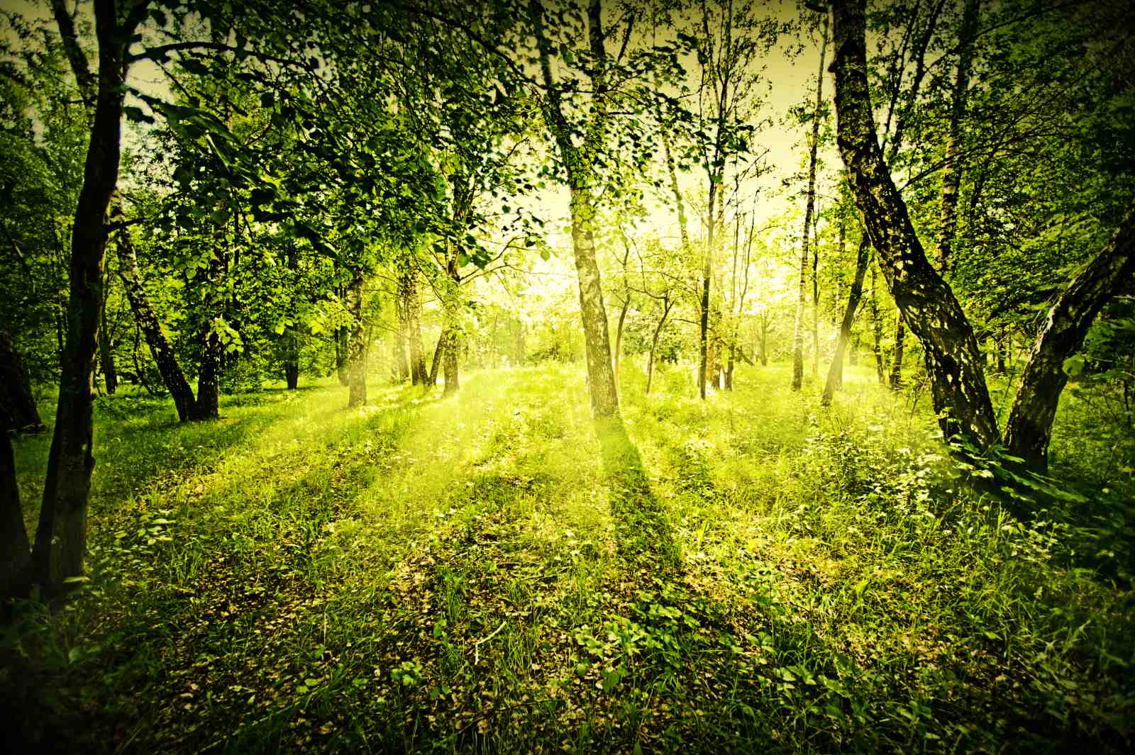 Enchanted Forest Sunbeam Wall Art
