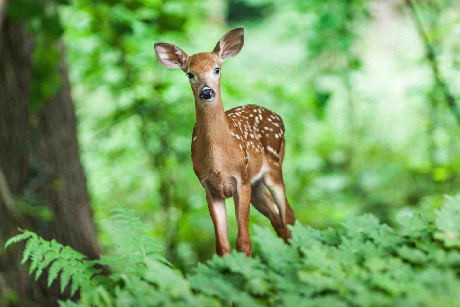 Adorable Fawn in Forest Wall Art