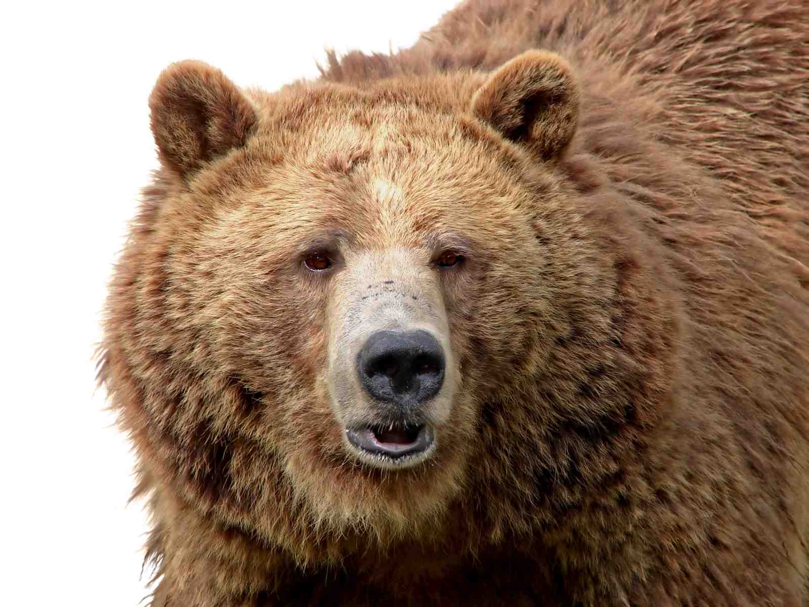 Majestic Grizzly Bear Portrait Wall Art