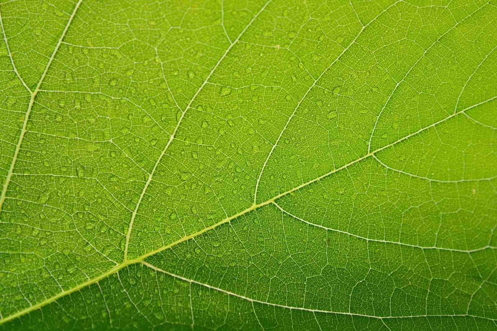 Vibrant Green Leaf Texture Wall Art
