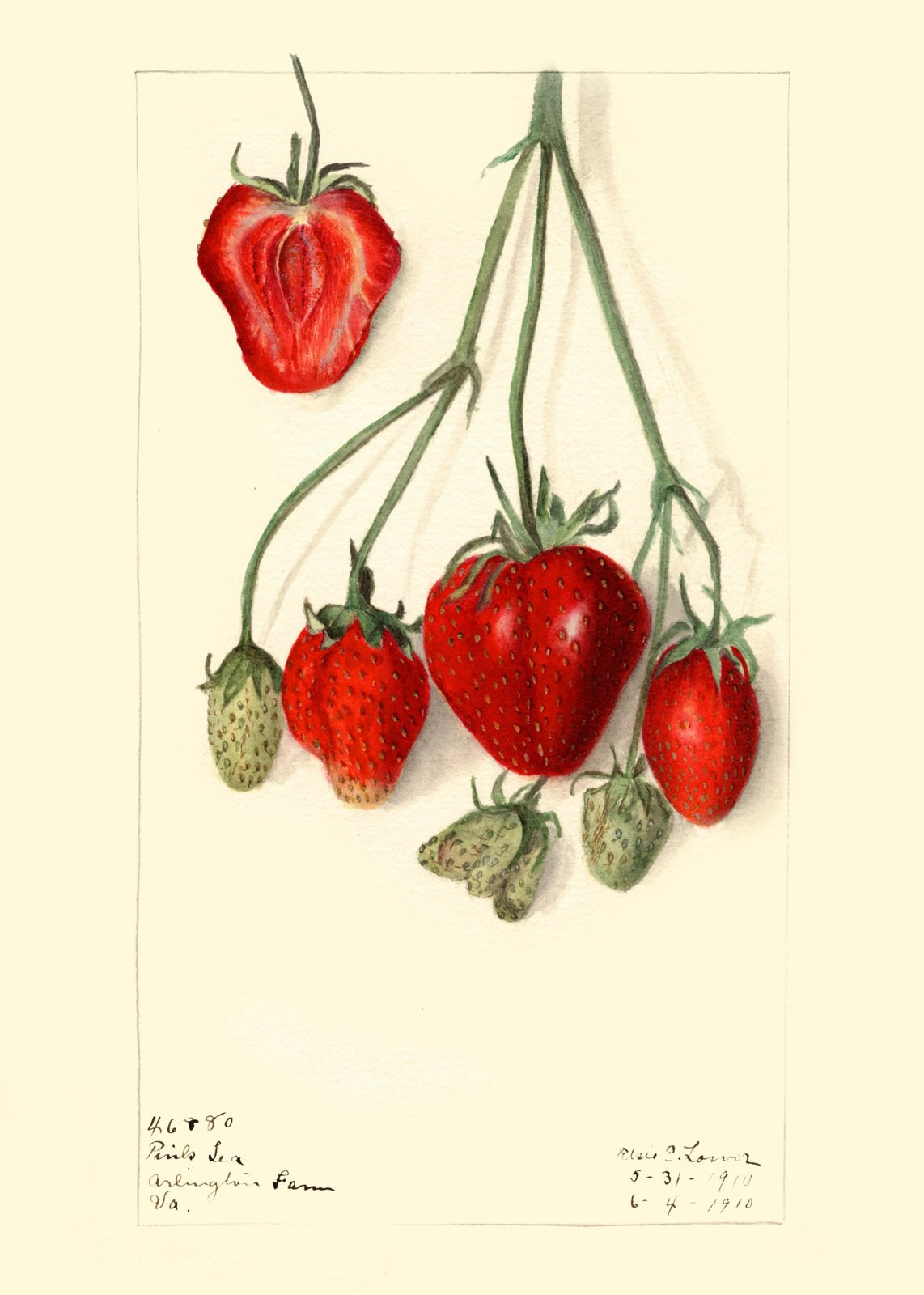 Vintage Strawberry Botanical Art Wall Art