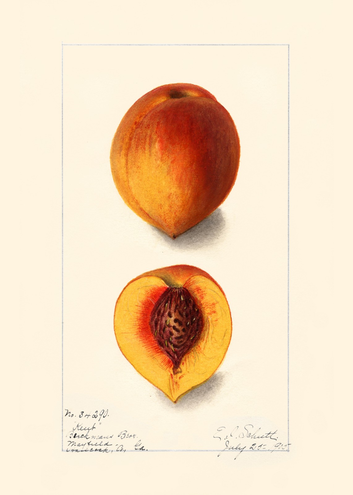 Vintage Peach Botanical Art Wall Art