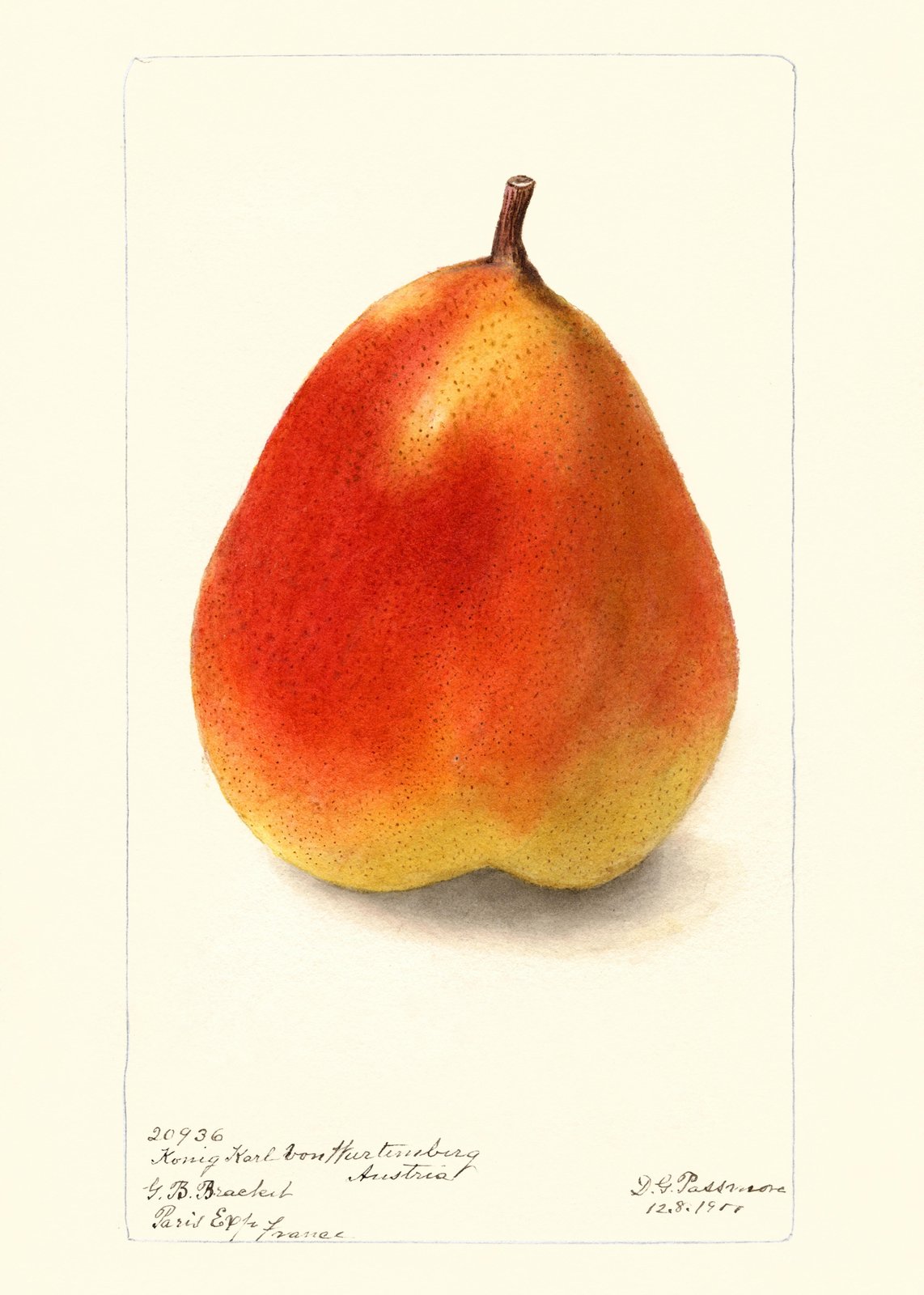 Vintage Pear Botanical Art Wall Art