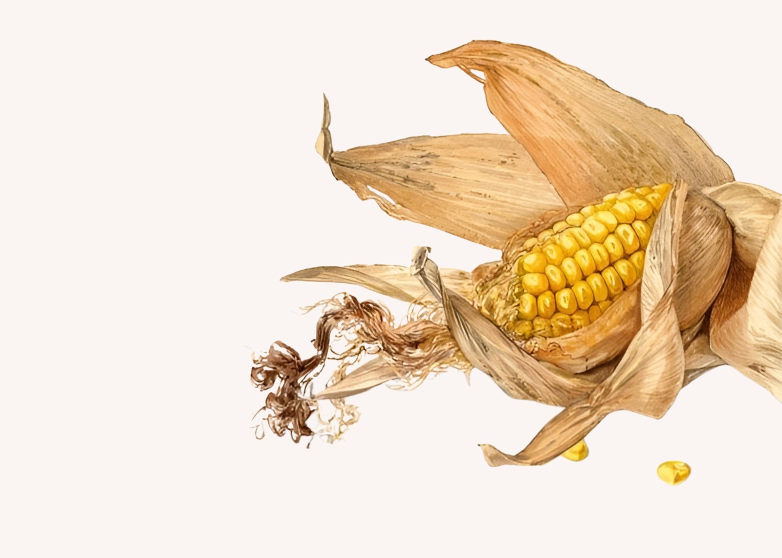 Golden Harvest Corn Botanical Art Wall Art