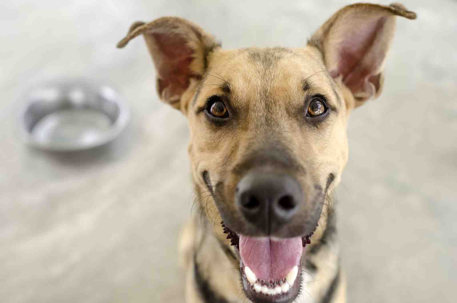 Joyful Dog Portrait Wall Art