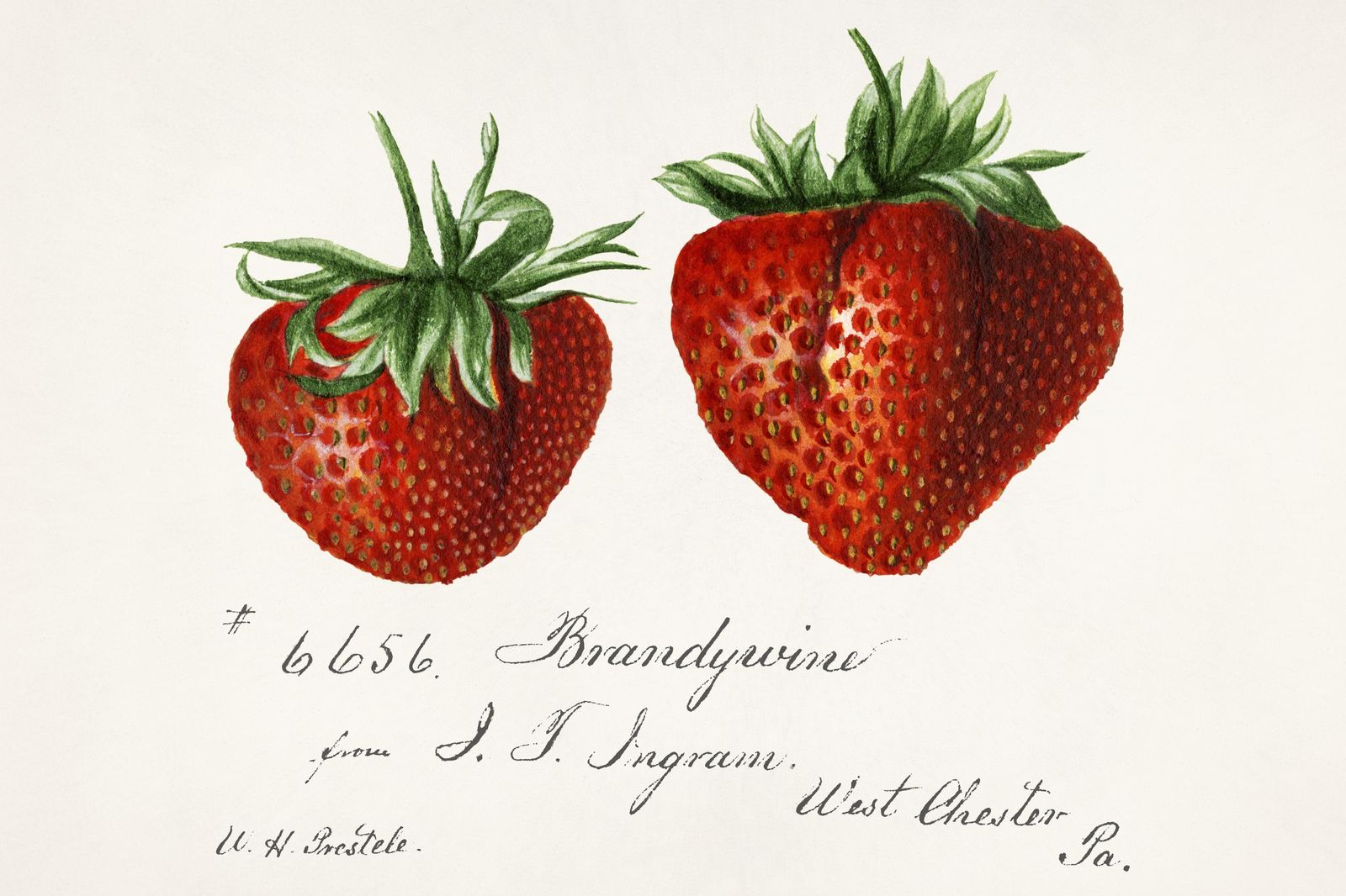 Vintage Strawberry Botanical Art Wall Art
