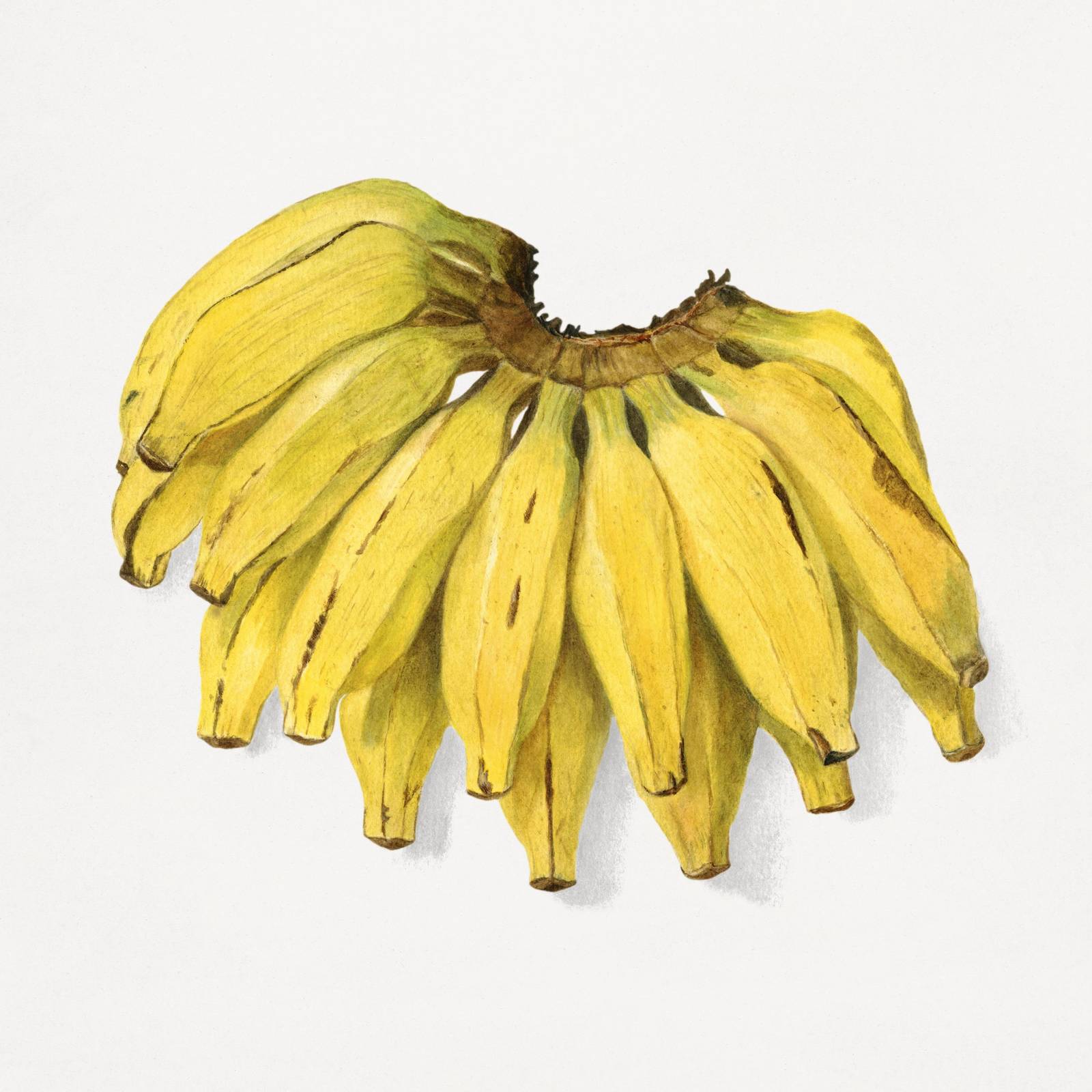 Vibrant Botanical Bunch of Bananas Wall Art