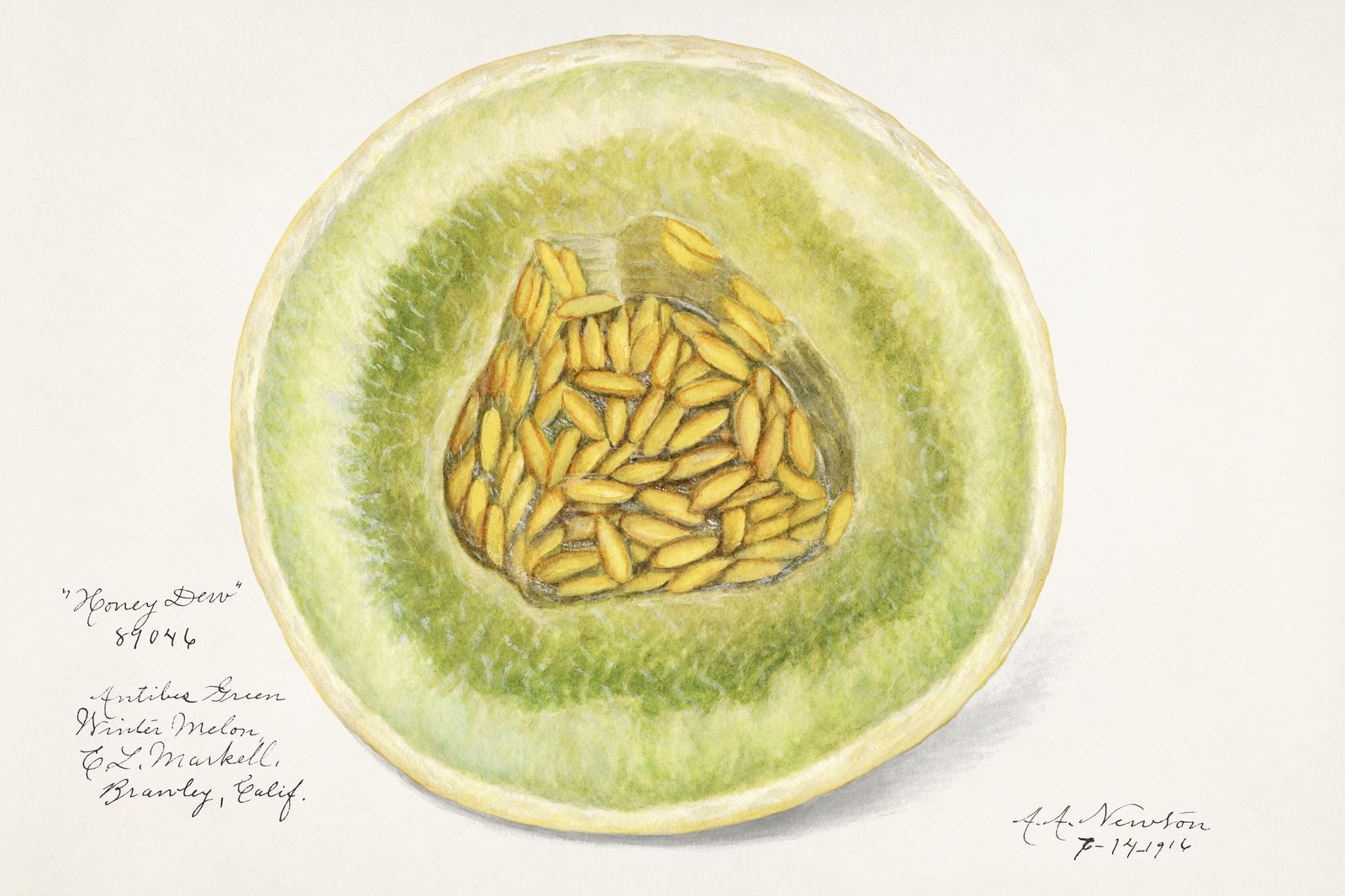 Vintage Honey Dew Melon Botanical Art Wall Art