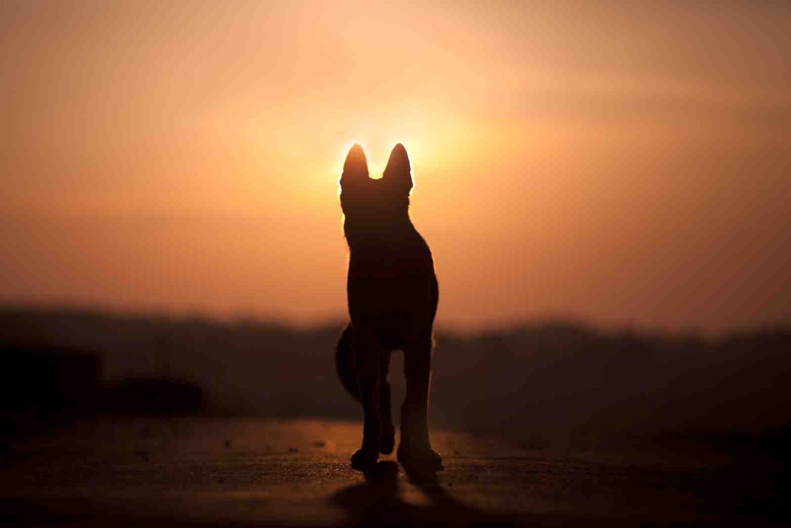 Golden Silhouette Dog Sunset Wall Art